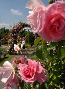 [billede: roseblomst i rosariet Sangerhausen]