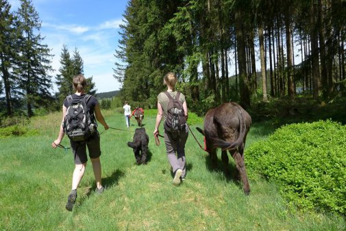 [billede: tre vandrer med æsler og hund ved skovrand]